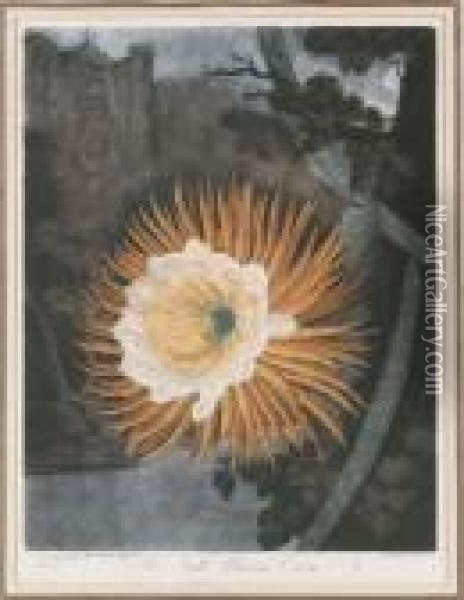 Temple Of Flora: The Night Blooming Cereus Oil Painting - Robert John, Dr. Thornton
