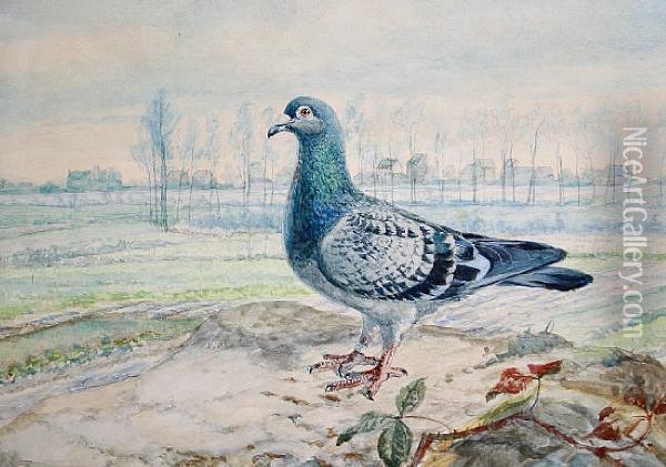 Pigeon On A Bank With Trees Beyond, Apair Oil Painting - Jean Baldauf