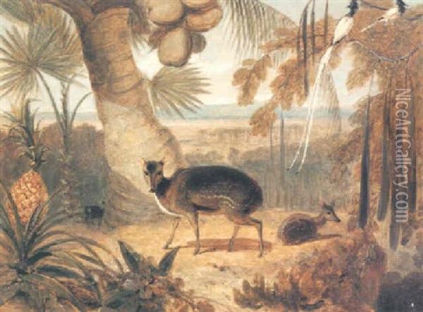 Musk Deer, And Birds Of Paradise Oil Painting - William Daniell