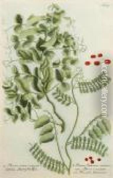 Botanical Studies Oil Painting - Johann Wilhelm Weinmann