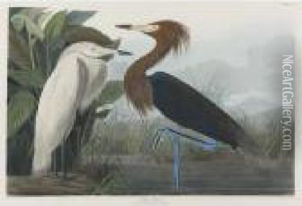 Purple Heron (plate Cclvi) Oil Painting - John James Audubon