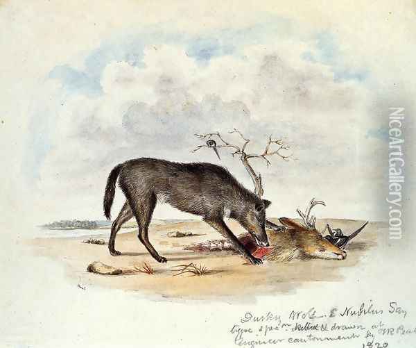 Dusky Wolf (Lupus Nubilus) Oil Painting - Titian Ramsay Peale