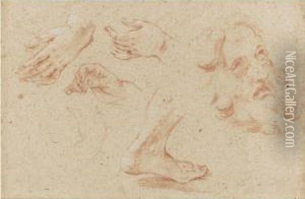 Sheet Of Studies Of Hands, A Foot And The Head Of A Beardedman Oil Painting - Giovanni Battista (Baciccio) Gaulli
