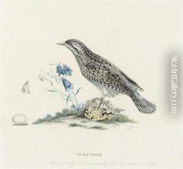 Wryneck (illustrated); And A Tree Pipit And A White Throat Oil Painting - Josef Wolft Richter
