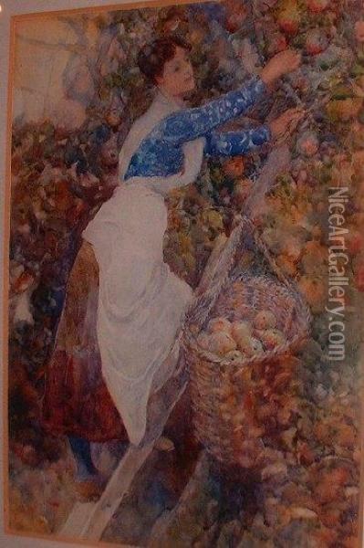 Ayoung Woman Picking Apples Oil Painting - David Woodlock