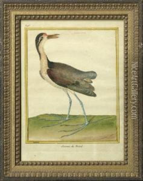 Bird Studies Oil Painting - Francois Nicolas Martinet