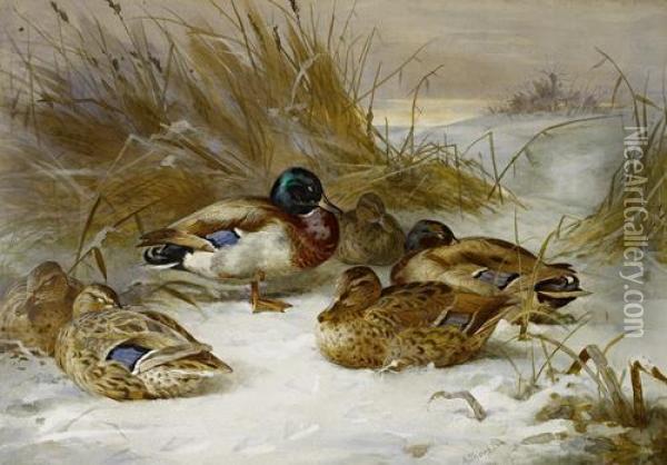 Winter Landscape With Mallard Oil Painting - Archibald Thorburn
