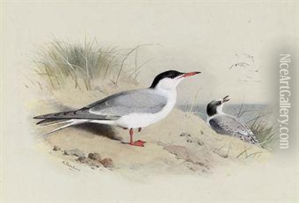 Common Tern Oil Painting - Archibald Thorburn