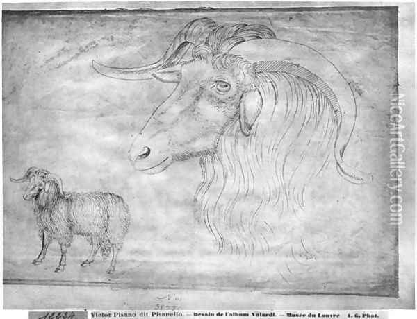 Ram and head of a ram, from the The Vallardi Album Oil Painting - Antonio Pisano (Pisanello)