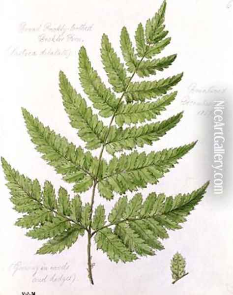 Broad Prickly-toothed Buckler Fern Oil Painting - William James Linton