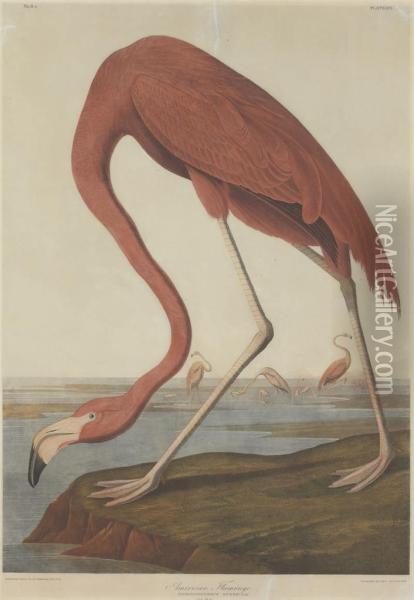 American Flamingo (plate 375) Oil Painting - Julius Bien