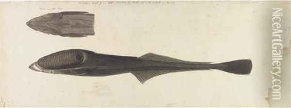 Studies Of A Fish Oil Painting - John William Lewin