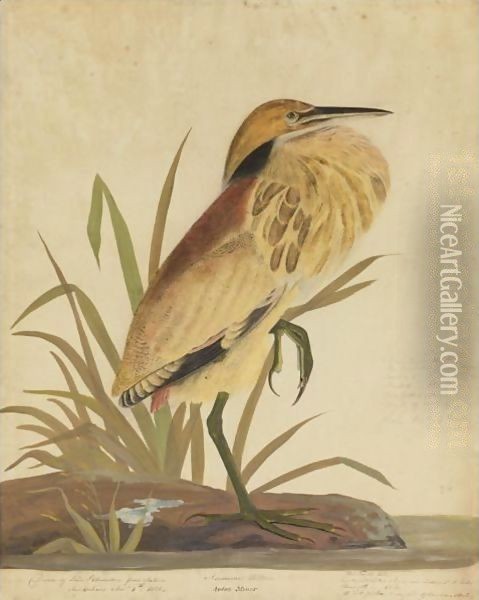 American Bittern (Ardea Minor) Oil Painting - John James Audubon