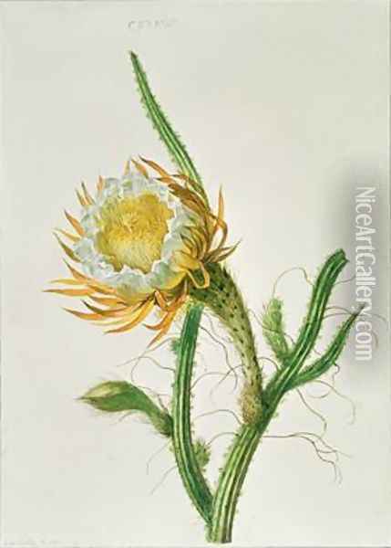 Night flower cactus Selenicereus grandiflorus native to Jamaica Oil Painting - Henriette Gertruide Knip