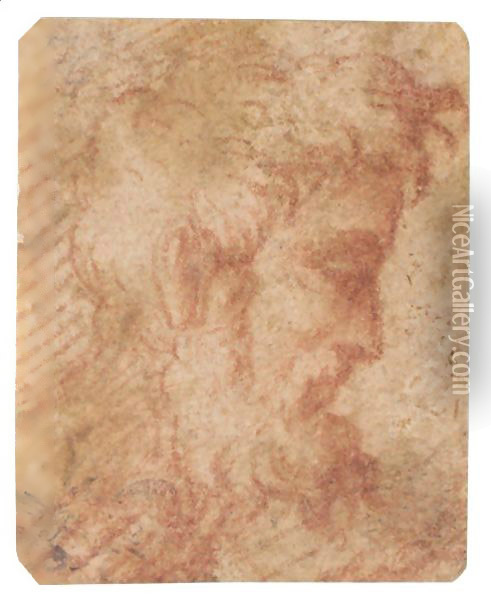 Head Of A Bearded Man In Profile To The Right Oil Painting - Girolamo Francesco Maria Mazzola (Parmigianino)