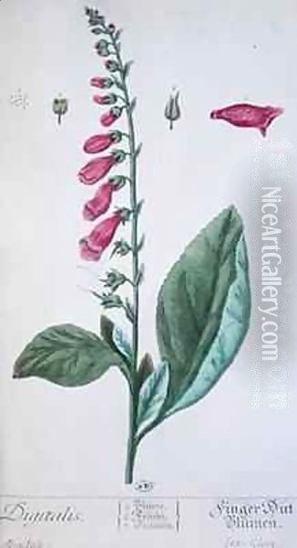 Digitalis purpurea, from 'Herbarium Blackwellianum' Oil Painting - Elizabeth Blackwell
