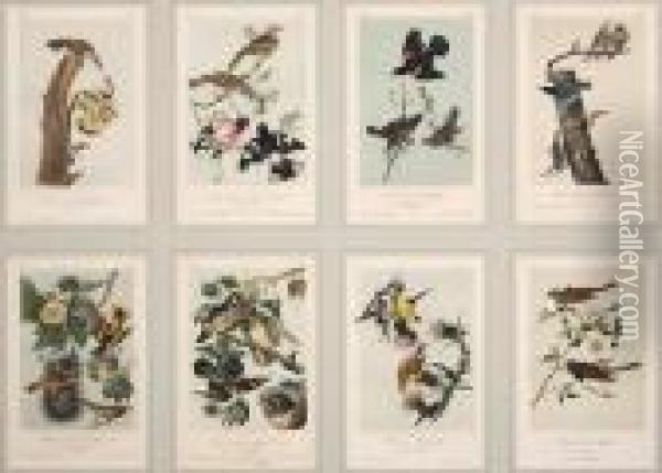 Eight Plates Oil Painting - John James Audubon