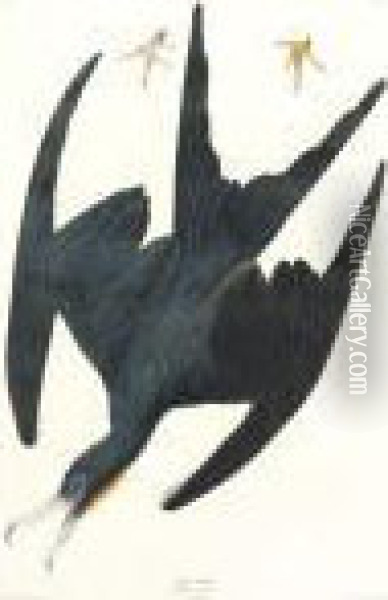 Frigate Pelican (plate Cclxxi) Oil Painting - John James Audubon