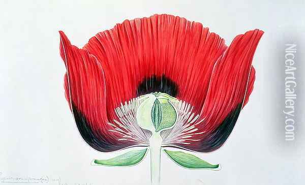 Papaver somniferum (Opium Poppy) 1905 Oil Painting - Arthur Henry Church