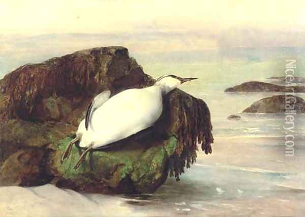 A dead seabird, Shanklin, Isle of Wight Oil Painting - John George Naish