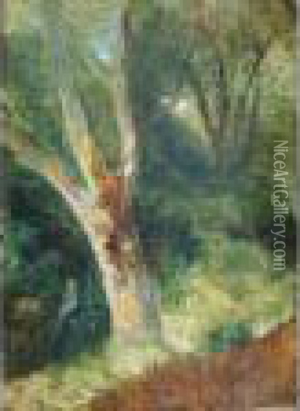 Tree Study Oil Painting - William James Muller