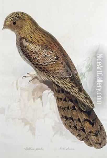Nyctibius grandis Oil Painting - Edward Lear