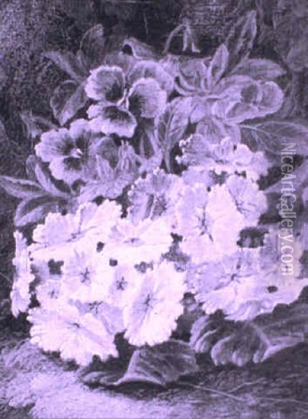 Primula Oil Painting - Oliver Clare