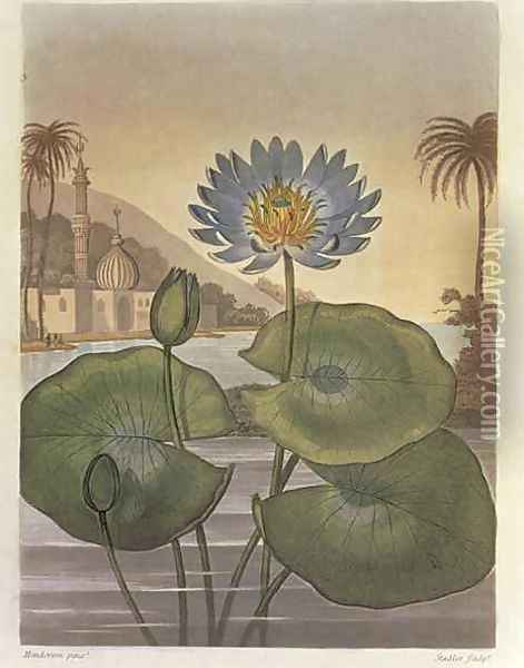 Nymphaea coerulea Blue Egyptian Water Lily Oil Painting - Henderson