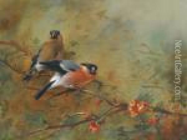 Bullfinches And Pyrus Japonica Oil Painting - Archibald Thorburn