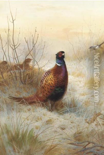 Pheasant In Winter Oil Painting - Archibald Thorburn