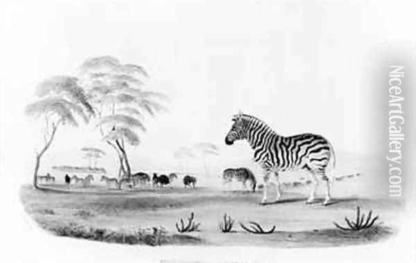 Equus burchelli or Burchells Zebra Oil Painting - William Cornwallis Harris