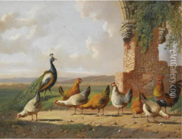 Chickens In A Yard Oil Painting - Albertus Verhoesen