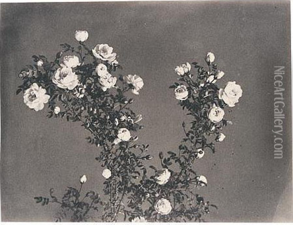 Album Of Fifty-nine Studies Of Flowers, Gardens And Rural Views Oil Painting - Gertrude Jekyll