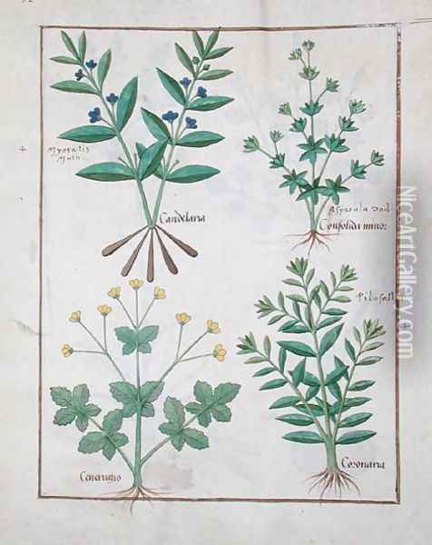 Illustration from the Book of Simple Medicines by Mattheaus Platearius d.c.1161 c.1470 51 Oil Painting - Robinet Testard
