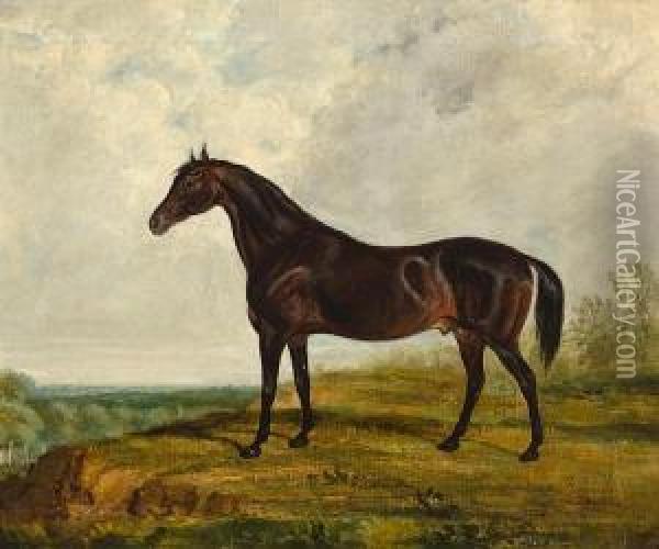 A Dark Bay Stallion In An Extensive Landscape Oil Painting - J.W Sloan