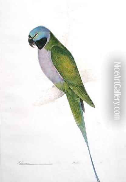 Paloeornis Derbianus Oil Painting - Edward Lear
