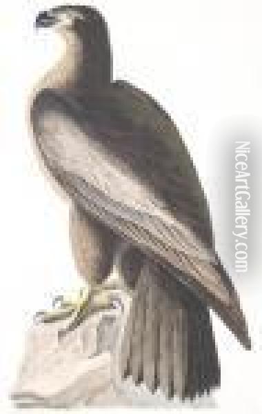 The Bird Of Washington
 Or 
The Great American Sea Eagle Oil Painting - John James Audubon