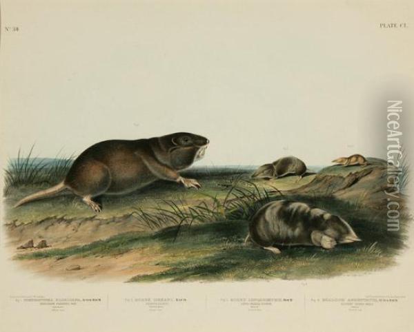 Southern Pouched Rat, Dekay's Shrew, Long-nosed Shrew Andsilvery Shrew Mole Oil Painting - John James Audubon
