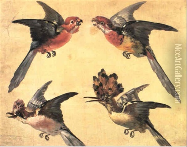 Etudes D'oiseaux: Deux Petits Perroquets, Une Huppe Et Un   Geai Oil Painting - Alexandre Francois Desportes