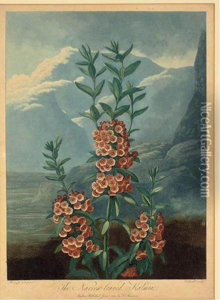 The Narrow-leaved Kalmia, From Dr. Thornton's Temple Of Flora Oil Painting - James Caldwall