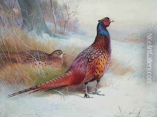 Old English Pheasant Oil Painting - Archibald Thorburn