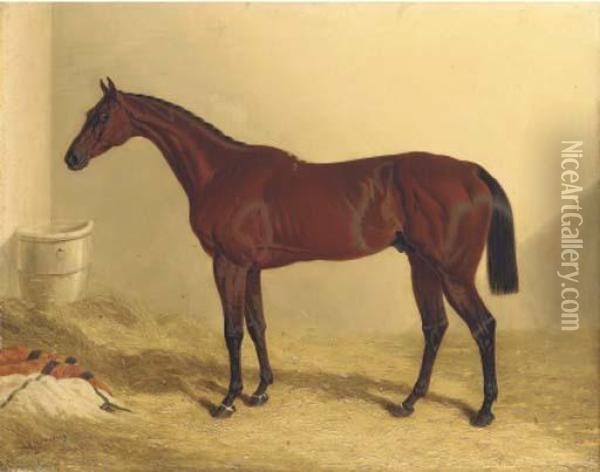Bay Middleton, A Bay Racehorse In A Loose Box Oil Painting - John Frederick Herring Snr