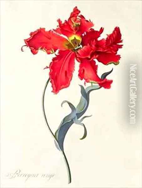 Tulip Perroquet Rouge Oil Painting - Georg Dionysius Ehret