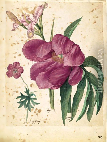 A Sheet Of Studies Of Flowers A Peony, A Spanish Iris And A Wild Geranium Oil Painting - Jacques (de Morgues) Le Moyne