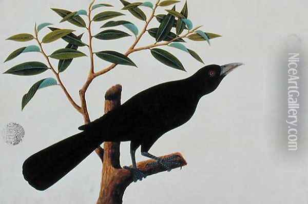 Black bird, from 'Drawings of Birds from Malacca', c.1805-18 (2) Oil Painting - Anonymous Artist