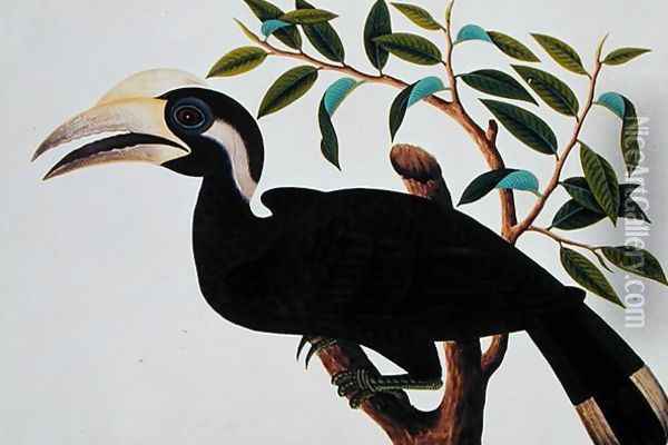 Ke-ke, from 'Drawings of Birds from Malacca', c.1805-18 (2) Oil Painting - Anonymous Artist