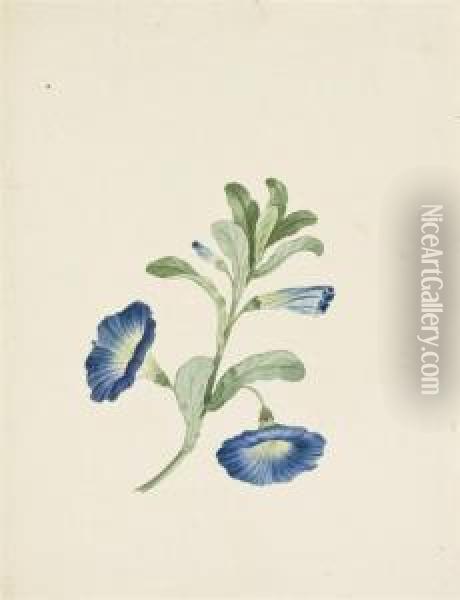 Une Branche De Belles De Jour Bleues ; Et Deux Iris Blancs A Coeurbleu Et Jaune Oil Painting - Pancrace Bessa