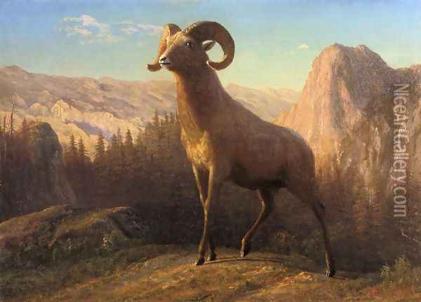 A Rocky Mountain Sheep Ovis Montana Oil Painting - Albert Bierstadt