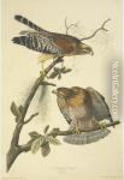 Red-shouldered Hawk (plate 56) Oil Painting - John James Audubon