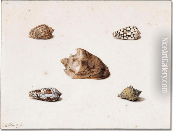Five Shells Oil Painting - Georgius Jacobus J. Van Os
